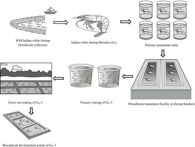 Reproductive performance of captive-reared Indian white shrimp, Penaeus indicus, broodstocks over two generations